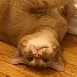 Meet your Posher, Jessie